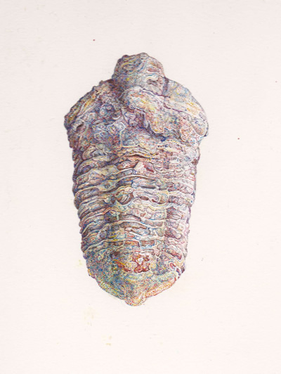 Trilobite