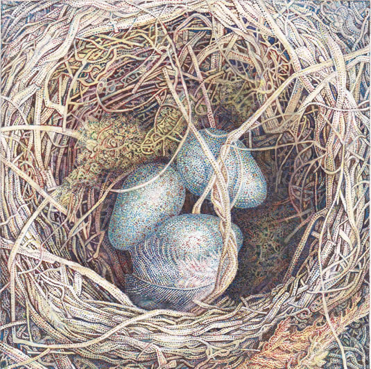 Study of a nest