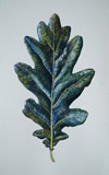 Study of Oak leaf