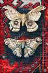 Silk moths on Persian carpet