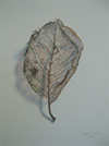 Study of a skeletal leaf
